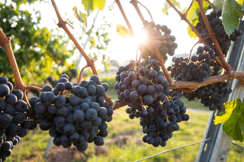 Seedless Green Grapes